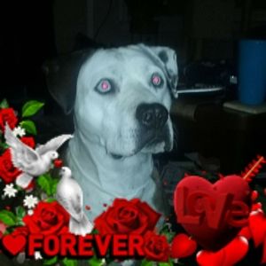 Meet your Posher, Greg